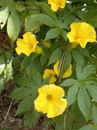 Image result for Merremia tuberosa