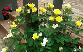 Maybe you would like to learn more about one of these? Garten Terrasse Live Rose Shrubs Plants Landscape Roses Sunny Knock Out Yellow Roses 2 Gal Canadiana Cz