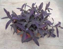 Take out the lower leaves and dip the tip in a glass with at least an inch of water. Tradescantia Pallida Care How To Grow Purple Heart Plant Indoors
