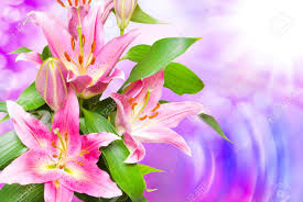 Affordable and search from millions of royalty free images, photos and vectors. Close Up Of Beautiful Pink Lilies Flowers Stock Photo Picture And Royalty Free Image Image 91196527