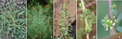 Image result for Suaeda sp. B