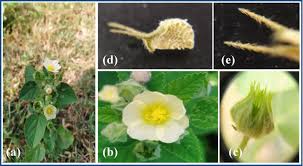 Image result for Sida cordifolia