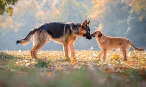 German shepherd dogs are fiercely loyal and protective guardians. Your Dog S Body Language German Shepherd Country