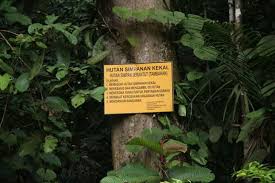 Hutan simpan kekal in english. Hutan Simpan Kekal Jerantut Bakal Musnah Oleh Aktiviti Pembalakan Aktiviti Pembalakan Dikhabarkan Akan Bermula Beroperasi Dalam Tempoh Terdekat Yang Meliputi Kawasan Hutan Simpan Berhampiran Lata Besen Kecil Kg Baharu Bantah Pembalakan