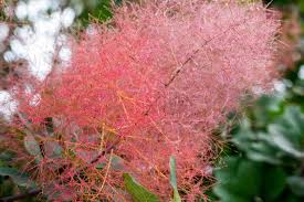 See more ideas about smoke bush, purple smoke bush, smoke tree. Smoke Bush Plant Care And Growing Guide