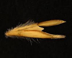 Image result for Elionurus tripsacoides