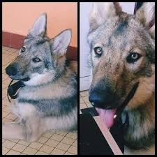 Jeune loup aux dents longues. Jeune Chien Loup Tchecoslovaque De 11 Mois A Adopter Le Blog Du Shiba Inu Et Des Chiens Japonais Spitz Japonais Shikoku