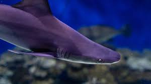 Image result for shark