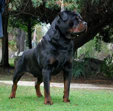Looking for dogs and puppies for sale in mississippi? Huge Rottweiler Puppies For Sale Off 51 Www Usushimd Com