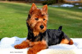 Australian Terrier Simply The Best Ginger Our Family Dog Is One Of Them Got To Love Their Personality Australian Terrier Silky Terrier Animal Photo