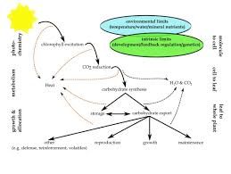 Photosynthetic Productivity Can Plants Do Better Intechopen