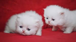 Download and use 7,000+ kitten stock photos for free. Wallpaper White Kittens Cub 1920x1200 Hd Picture Image