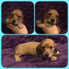Navigate to the first search result item. Dachshund For Sale Knoxville Tn