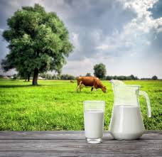 Maybe you would like to learn more about one of these? Le Lait De Vache Bon Ou Mauvais Pour La Sante Sport Et Alimentation