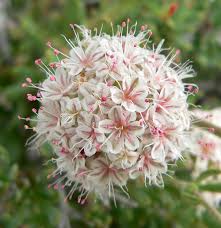 Why not plant a few colorful new flowering plants and at the same time help save those poor disappearing bees? Eriogonum Fasciculatum Wikipedia