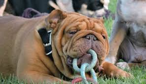 Will go to her new home with a one year health guarantee, up to date on. Cilla