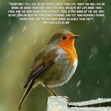 Look At The Birds Of The Air Niv Pin On Things I Love