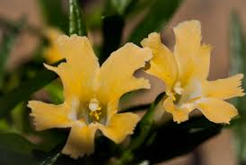 Image result for Mimusops afra