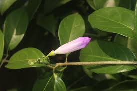 Image result for Mansoa difficilis