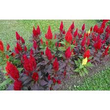 Pin On Gardening