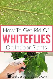 I bet this is all you have been looking for. How To Get Rid Of Whiteflies On Indoor Plants For Good