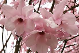 Image result for Magnolia sargentiana