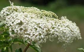 Baby S Breath Flower Meaning Symbolism And Colors