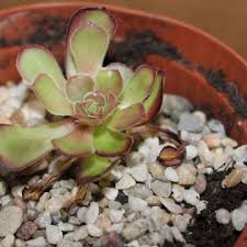Check spelling or type a new query. Aeonium Arboreum Atropurpureum Aeonium Garten Wissen