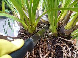 Dividing And Repotting Cymbidium Orchid Cymbidium Orchids Care Growing Orchids Cymbidium Orchids