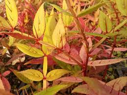 Image result for Zanthoxylum sp. A