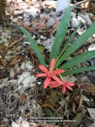 Image result for Freesia laxa