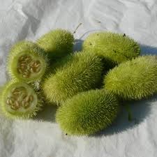 Image result for Cucumis sacleuxii