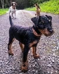 pin von rick lopez auf jagterrier hunderassen jagdhunde hunde rassen