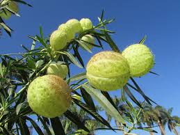In effetti la coltivazione di queste piante si è così diffusa dall'epoca della loro scoperta, che risale al 1800, che alcune specie sono ormai diffuse in natura anche in america meridionale e in. Pianta Palloncino Asclepias Physocarpa