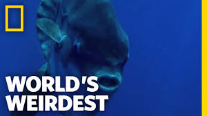And while baby sunfish, or larvae, have been found in small numbers across the world, scientists have, until now, been unable to identify which species the larvae belong to. Mola 101 Everything You Need To Know About Ocean Sunfish Blog Two Oceans Aquarium Official Tickets Cape Town South Africa