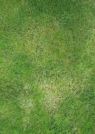 Check spelling or type a new query. 40 Grass Texture With High Res Quality Grass Textures Grass Background Grass Wallpaper