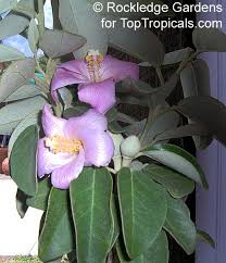 Image result for Lagunaria patersonia
