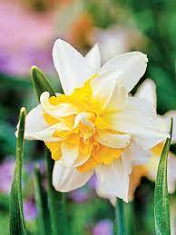 17 Top Daffodils Bulb Flowers Daffodil Bulbs Daffodils