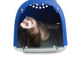 Ferrets are popular pets due to their friendly and outgoing personalities. Cost Of Caring For A Ferret Petmd