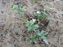 Image result for Oldenlandia