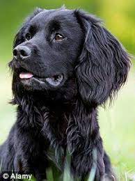 The best way to determine the temperament of a mixed breed is to look up all breeds in the cross and understand that you can get any combination of the characteristics found in either breed. 25 Best English Cocker Spaniel Ideas Cocker Spaniel Spaniel English Cocker Spaniel