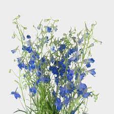 Shop bulk blue flowers for weddings, events and more from blooms by the box for a unique look to any floral arrangement or bouquet at wholesale prices. Delphinium Dark Blue Flower Wholesale Blooms By The Box
