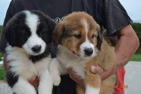 Feel free to ask lots of questions, it's encouraged! English Shepherd Puppies Puetz Family Ranch