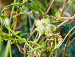 Image result for Ceropegia schultzei