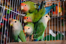 All the local pet stores know us we take different birds to the stores on a regular basis. World Of Parrots Pet Shop Home Facebook