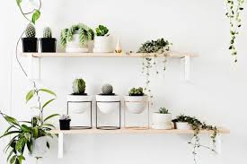 Berikut pilihan jenis tanaman hias yang cocok untuk di dalam ruangan terpopuler! 15 Cara Seru Menata Tanaman Hias Di Dalam Ruangan Bikin Betah Kayak Di Kafe Kekinian