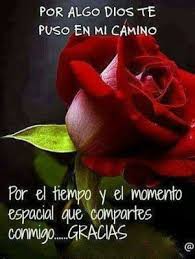 Frases Bonitas Para Facebook Imagen De Una Rosa Para Enviar A Mi Novia Junto A Flores Frases De Te Amo Mensajes De Amor Frases De Rosas