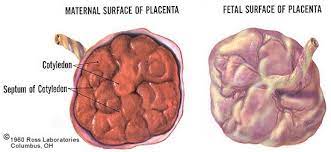 Cotyledon Anatomy Placenta Female Reproductive System Reproductive System