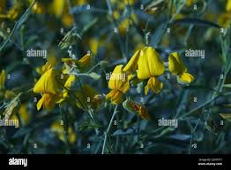 Image result for Crotalaria juncea