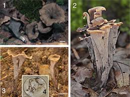 Image result for Craterellus fallax
